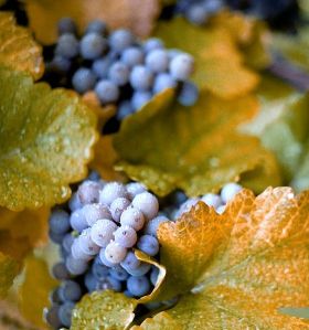concord grapes on vine