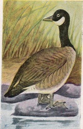 Source: The Bird Book (1914)